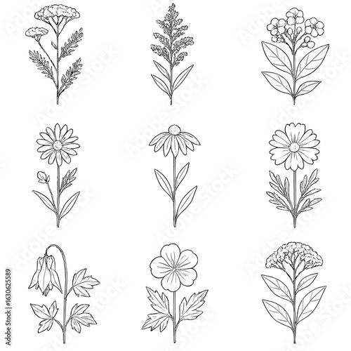 Native Garden Plant Icons. Line style icons of native wild garden plants: yarrow, goldenrod, milkweed, aster, black-eyed susan,