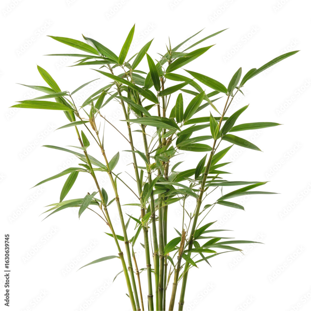 Fototapeta premium Bamboo plant isolated on transparent background