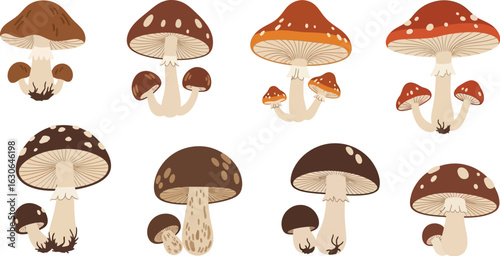 Mushroom identification guide with different types of toadstools illustration