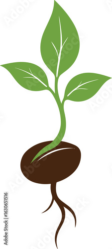 vector coffee seed bean sprout plant growth logo