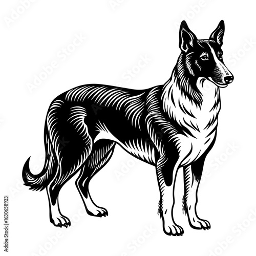 Smooth Collie