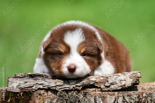 Red tricolor Australian shepherd puppy lying on a tree stump in a spring garden