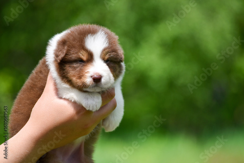 Australian Shepherd puppy red tricolour color in spring garden in the arms of a person