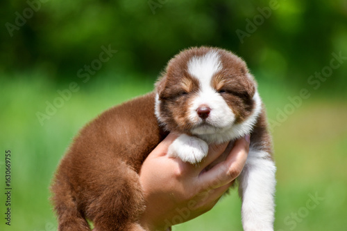 Australian Shepherd puppy red tricolour color in spring garden in the arms of a person