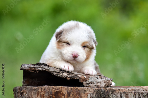 Red merle Australian Shepherd puppy lying on a tree stump in a spring garden