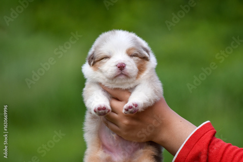 Australian Shepherd puppy red merle color in spring garden in the arms of a person