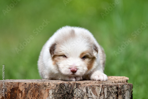Red merle Australian Shepherd puppy lying on a tree stump in a spring garden