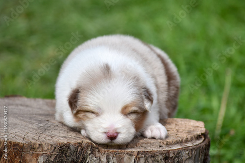 Red merle Australian Shepherd puppy lying on a tree stump in a spring garden