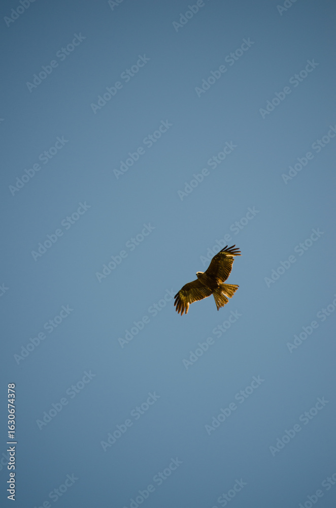 Fototapeta premium The black kite