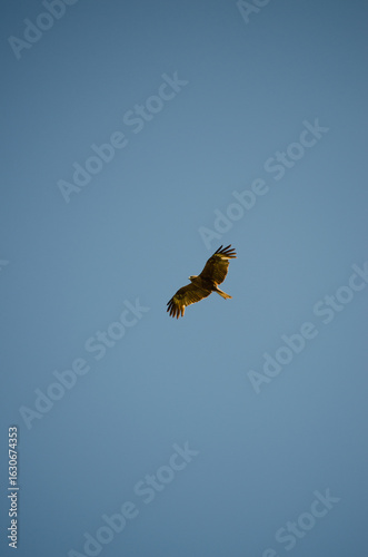 The black kite