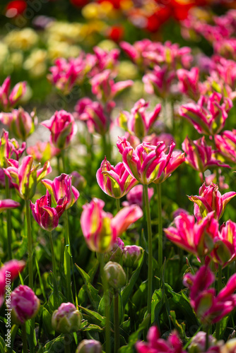 Beautiful exotic pink tulip flowers on a colourful flower bed garden