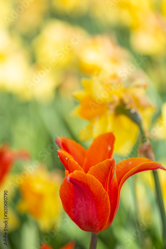 Orange tulip flower in bloom in a beautiful field landscape yellow blurry background
