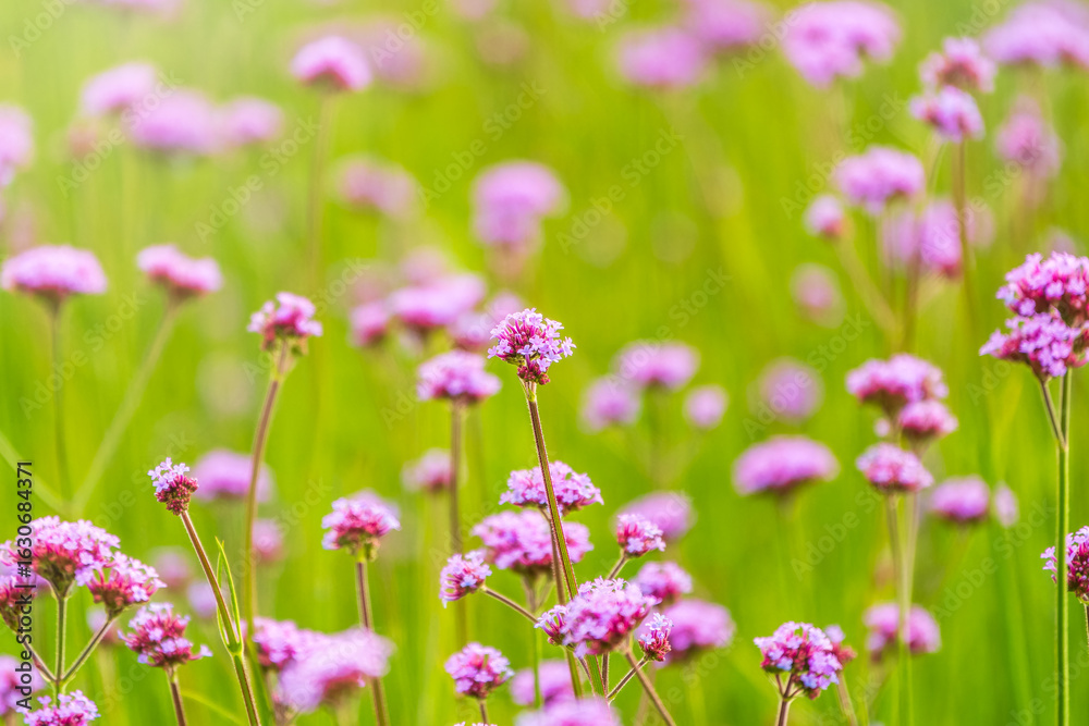 Naklejka premium Verbena bonariensis flowers, Argentinian Vervain or Purpletop Vervain, Clustertop Vervain, Tall Verbena, Pretty Verbena, in garden