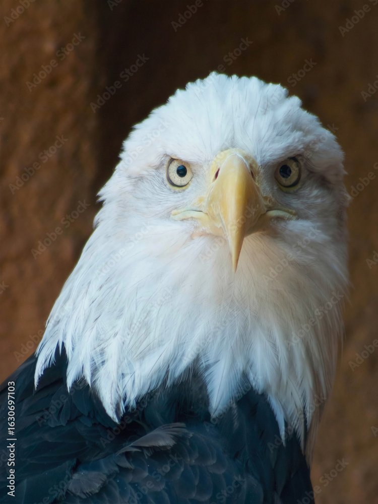 Fototapeta premium Intense Gaze of a Bald Eagle