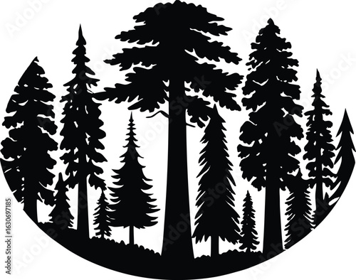 Silhouette of giant sequoia forest / Massive sequoia trees view