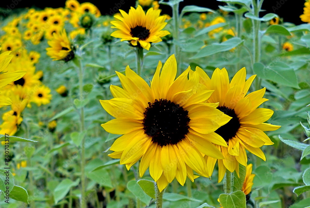 Fototapeta premium Sonnenblumen auf einem Feld im Sommer