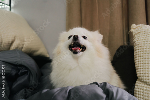 little fluffy puppy dog ​​white cream color looks at camera with cute look. Pomeranian breed Spitz playfully sits on sofa. Animals are friends of people