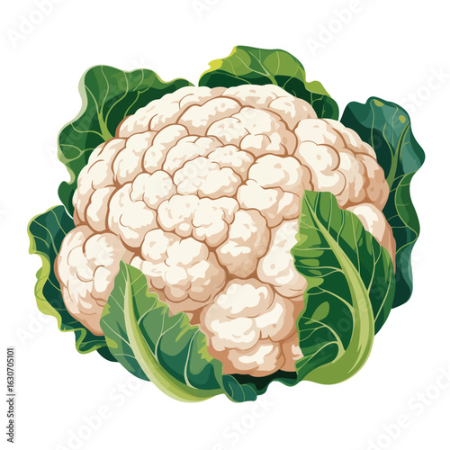 Fresh whole cauliflower with green leaves isolated on white background