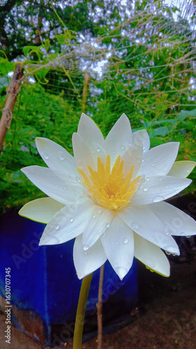 Close-Up of White Water Lily – Fresh Morning Blossom