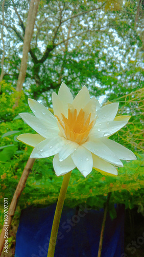 Close-Up of White Water Lily – Fresh Morning Blossom