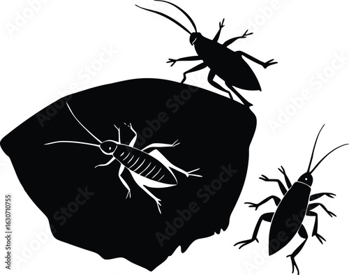 Silhouette of crickets chirping on stone | Nocturnal insect duet silhouette