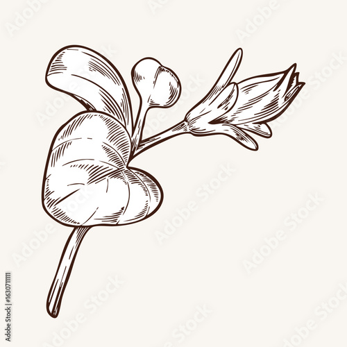 Plant stems with leaves vector illustration in brown engraving style. Vintage card with elements of a garden flower petunia. Hand drawn botanical illustration. Monochrome plant in line style