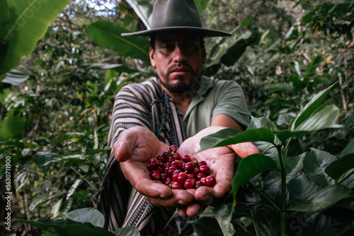 Male farmer harvesting on his coffee plantation