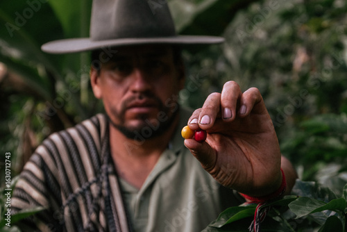 Male farmer harvesting on his coffee plantation
