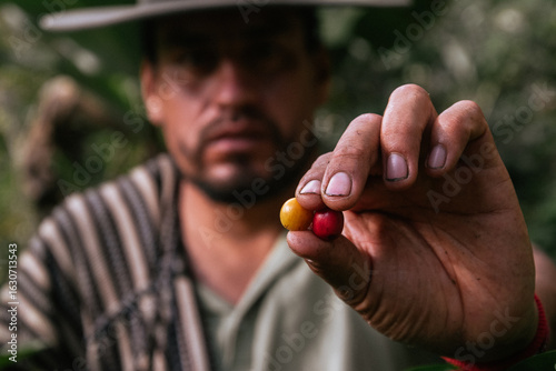 Male farmer harvesting on his coffee plantation