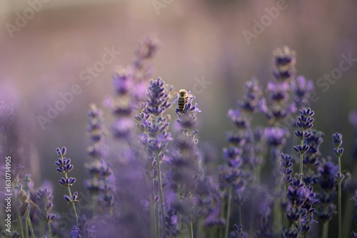 fioletowa lawenda pole z owadami motyl pszczola