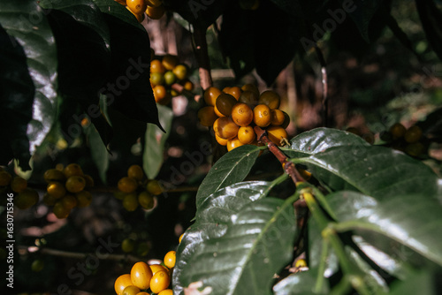 Male farmer harvesting on his coffee plantation