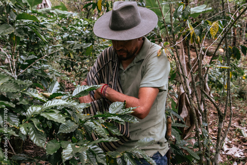 Male farmer harvesting on his coffee plantation