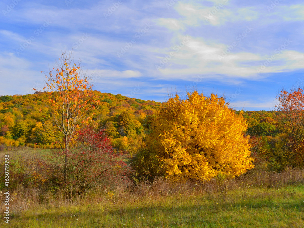 Naklejka premium Forest in autumnal colours under a blue sky with high clouds