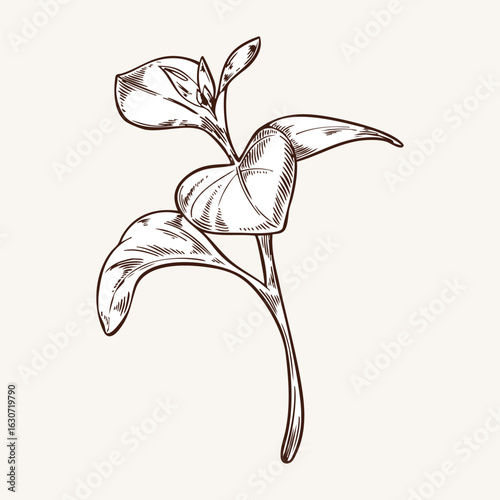Plant stems with leaves vector illustration in brown engraving style. Vintage card with elements of a garden flower petunia. Hand drawn botanical illustration. Monochrome plant in line style