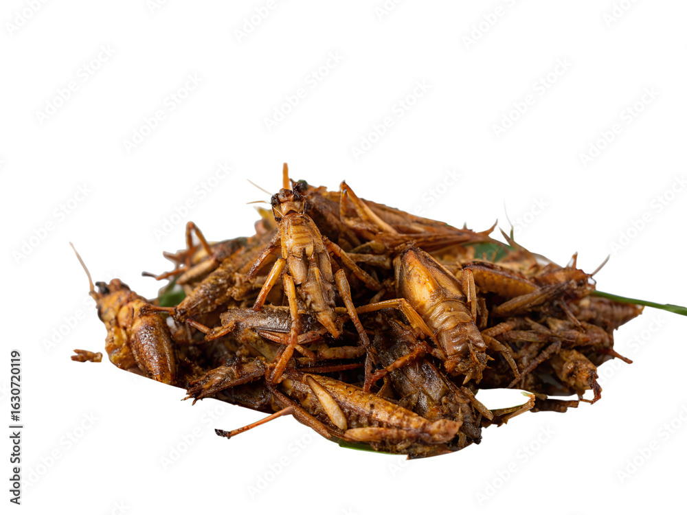 Obraz premium ทอดแมงไม้