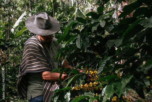 Male farmer harvesting on his coffee plantation