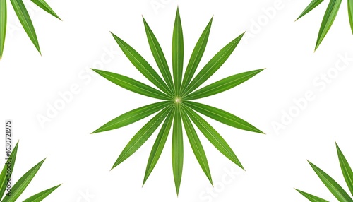 Green palm leaf pattern