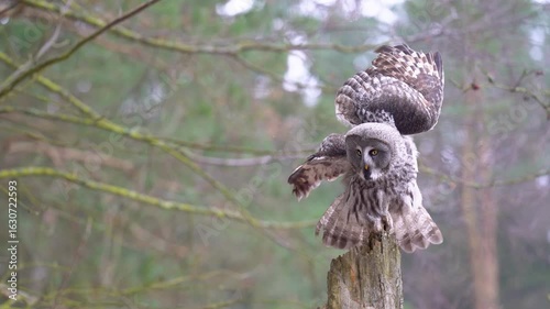 Great grey owl landing on the stump of an old tree in the middle of a winter deciduous forest.