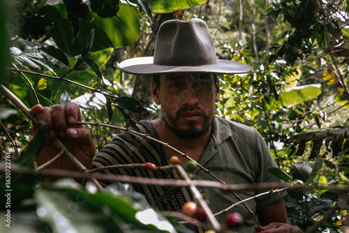 Male farmer harvesting on his coffee plantation