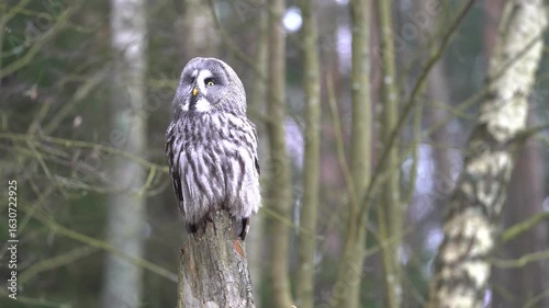 Bearded owl sitting on an old tree stump in the middle of a winter forest.