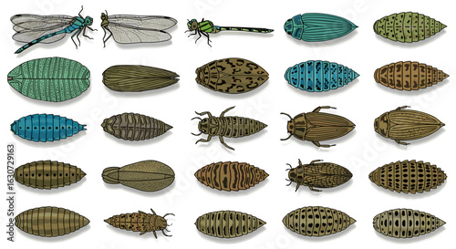 Dragonfly and damselfly lifecycle stages collection on white background with vibrant colors