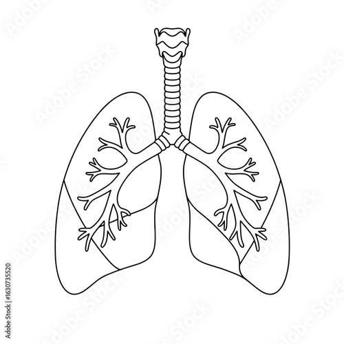 Anatomical lungs vector with bronchi details, minimal line art, black outline, medical illustration style