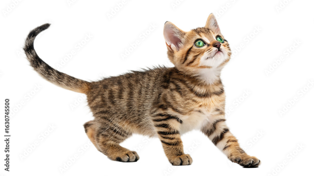 Obraz premium Adorable tabby kitten with bright green eyes gazes upward against a stark black background