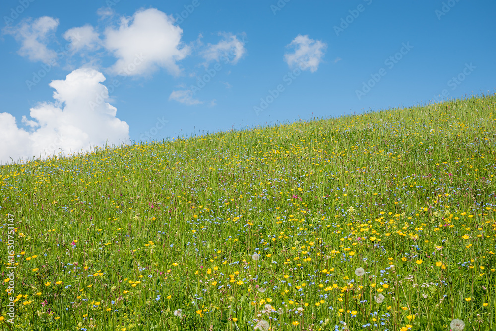 Fototapeta premium green pasture with forget-me-nots and buttercupsä flowers, blue sky with clouds