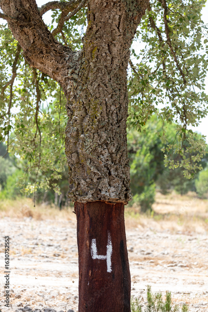 Fototapeta premium Harvested Cork Oak Tree in a Portuguese Forest