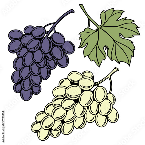 Fresh bunch of grapes on a clean white background