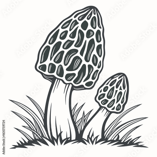 Realistic morel mushrooms illustration on a clean white background