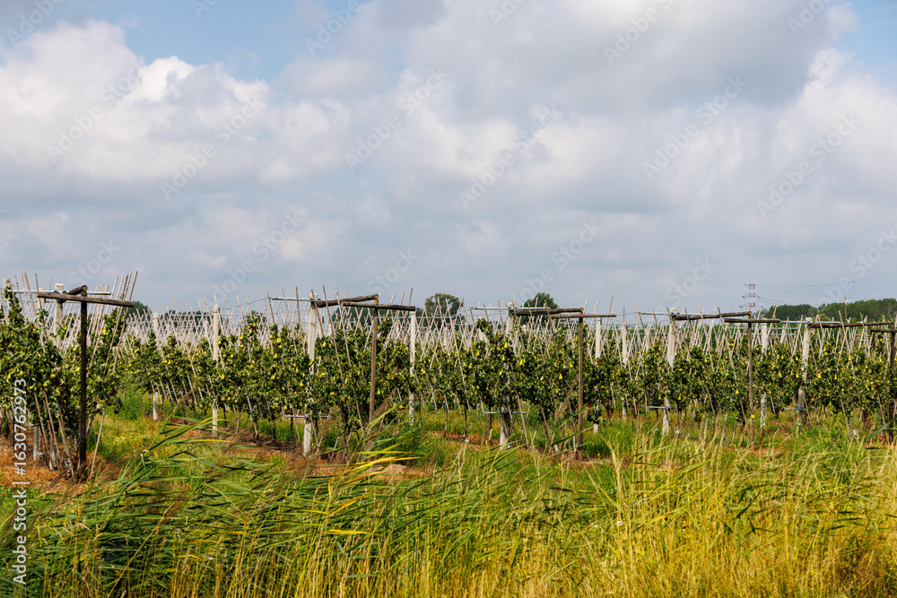 Fototapeta premium Modern pear orchard in Belgium with symmetrical rows of young trees supported by angled wooden stakes and wire trellis. The image shows precision farming practices under a partly cloudy sky.