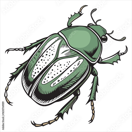 beetle-vector