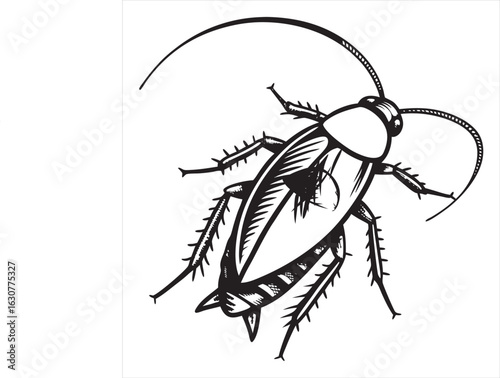 cockroach--vector-